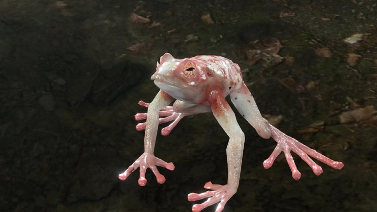 An image of a pink and white colored frog in a swamp in Baldur's Gate 3.
