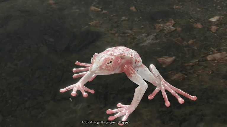 Image of a small, pale, pink and white frog.