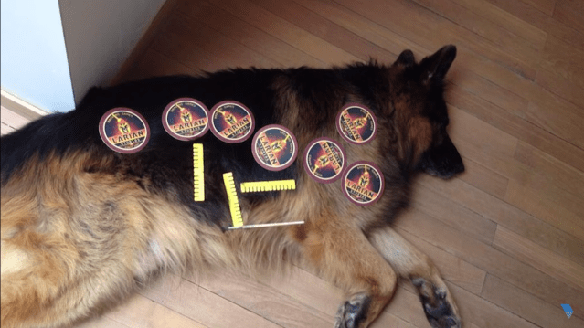 A Shepherd dog liying on the ground with several printed Larian Studios logos and small rullers over it.