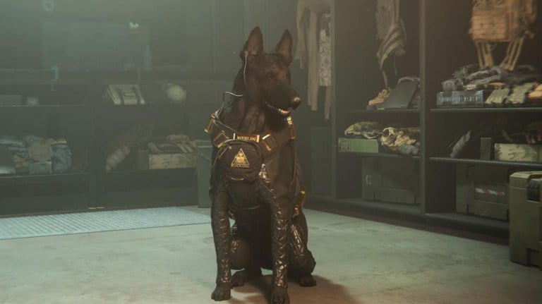 Warzone's Tactical Pet dog sitting on the floor, wearing black and gold tactical gear.