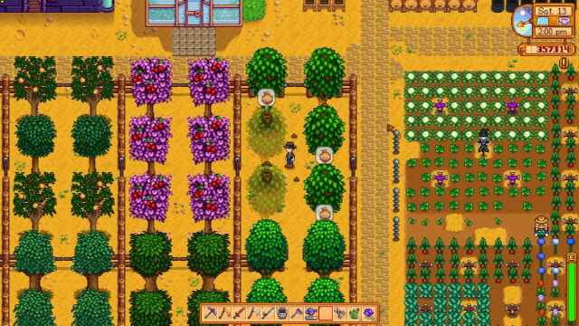 Character in Stardew Valley is standing on a Maple Tree Farm