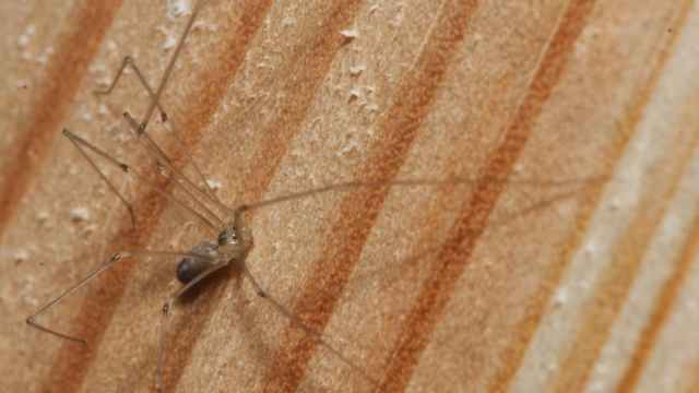 Close-up image of a cellar spider.