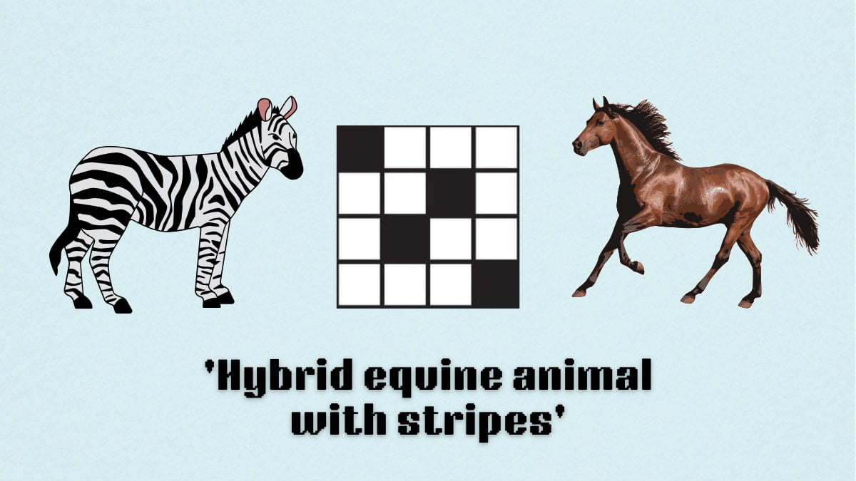 Picture showing the hybrid equine animal with stripes clue cover in NYT Mini Crossword.