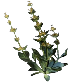 A plant leaning to the left with bushy green leaves at the bottom and long stalks with yellow flowers.
