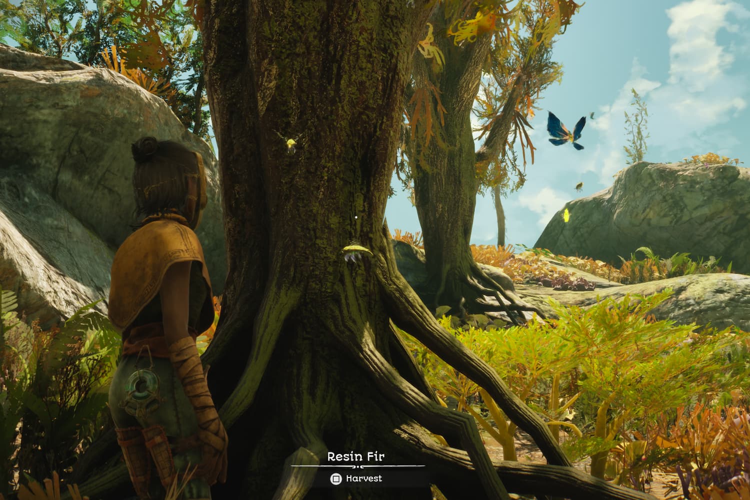 This image from Towers of Aghasba shows the player character standing in front of a Resin Fur, the tree readers need to look for.