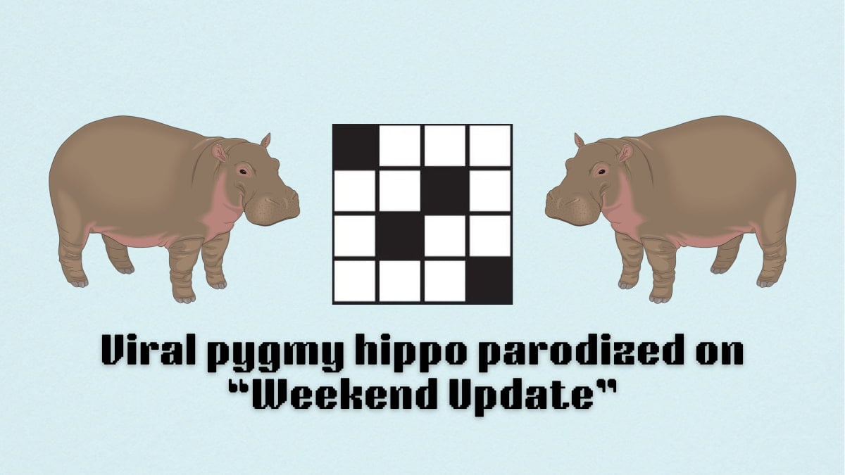 Picture showing the Viral pygmy hippo parodized on Weekend Update clue cover in NYT Mini Crossword.