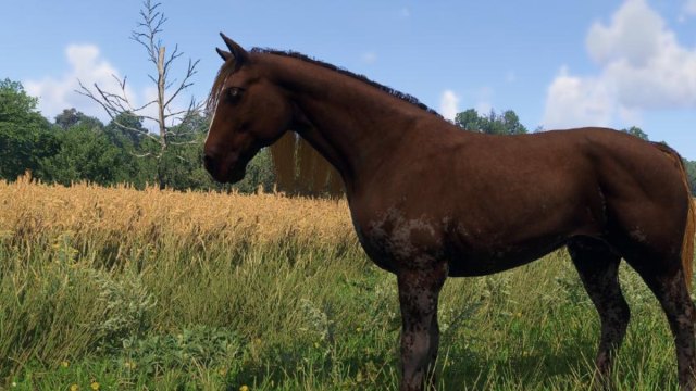 kingdom come deliverance 2 meadow brown tall horse standing in field